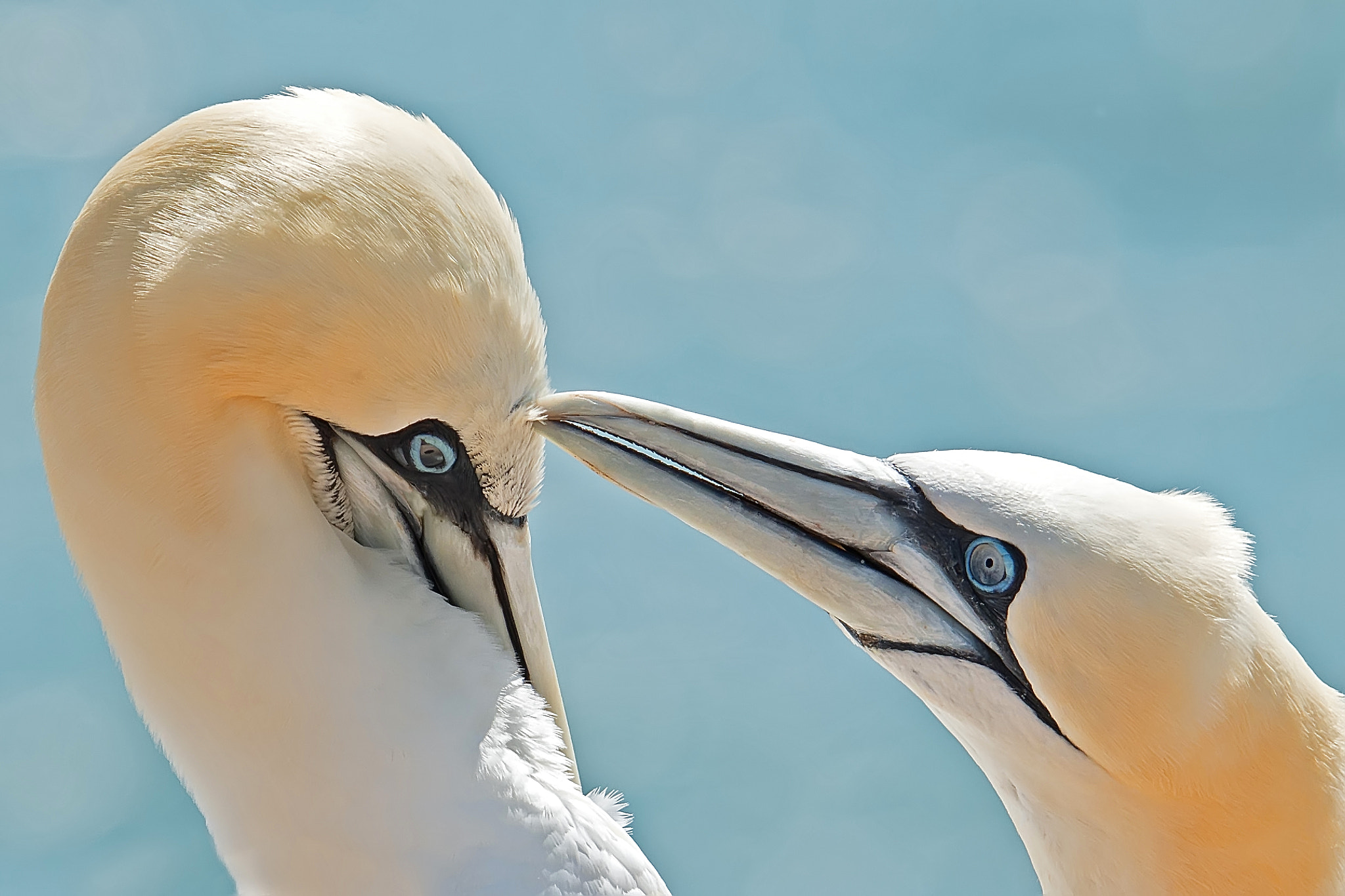 Nikon D800 sample photo. Gannets photography
