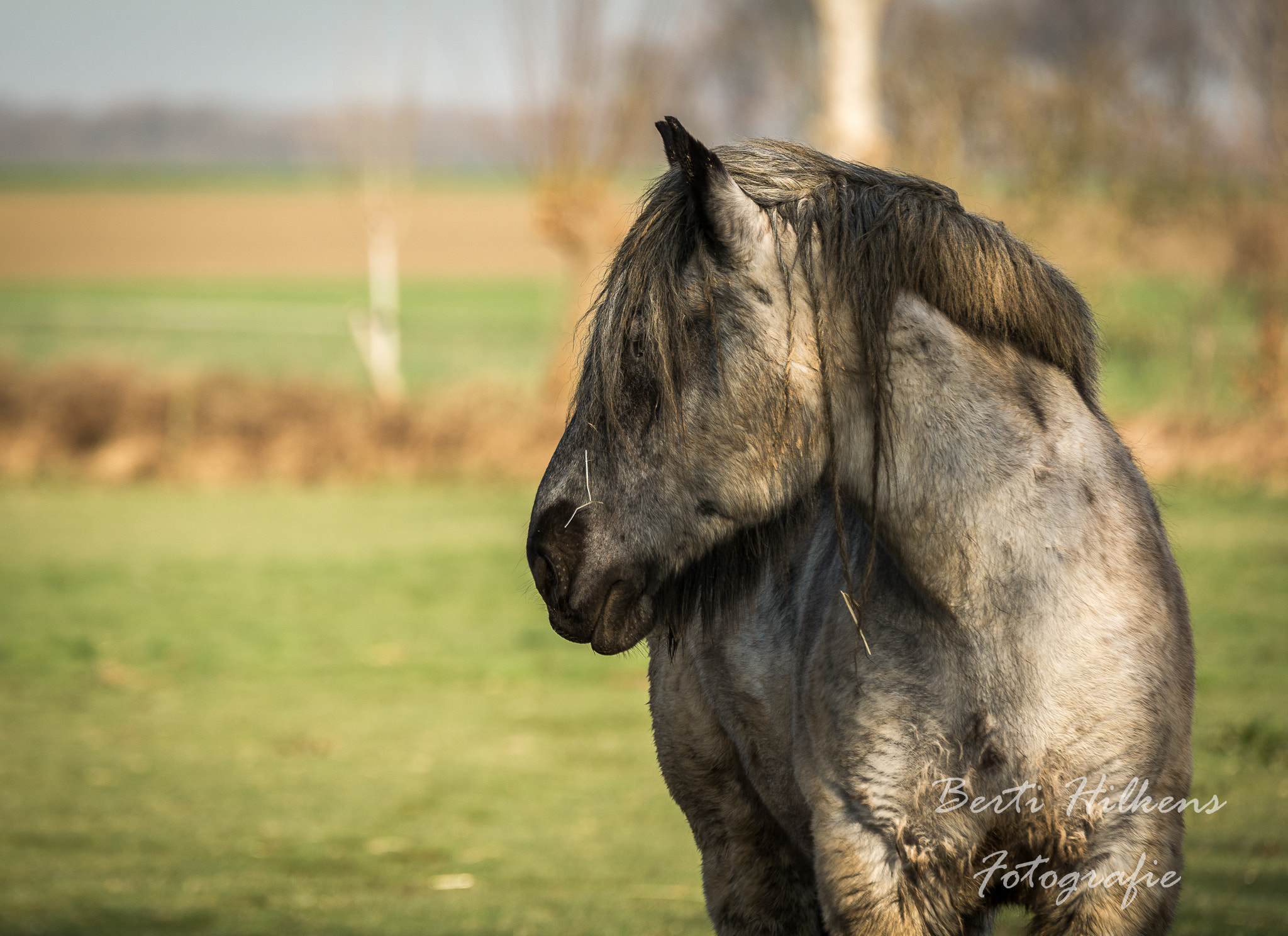 Tamron SP 70-200mm F2.8 Di VC USD sample photo. Horse photography