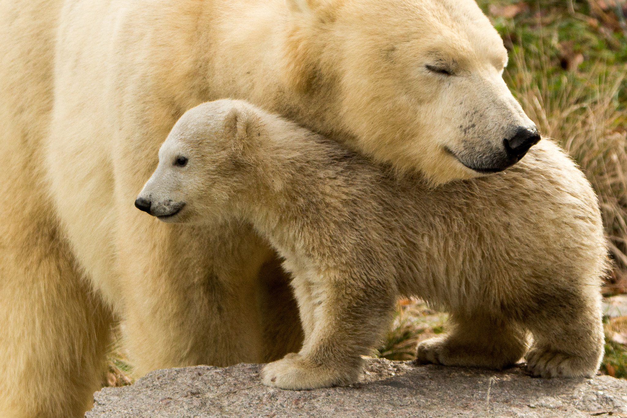 Tamron SP 150-600mm F5-6.3 Di VC USD sample photo. Nanuq, tendrement photography