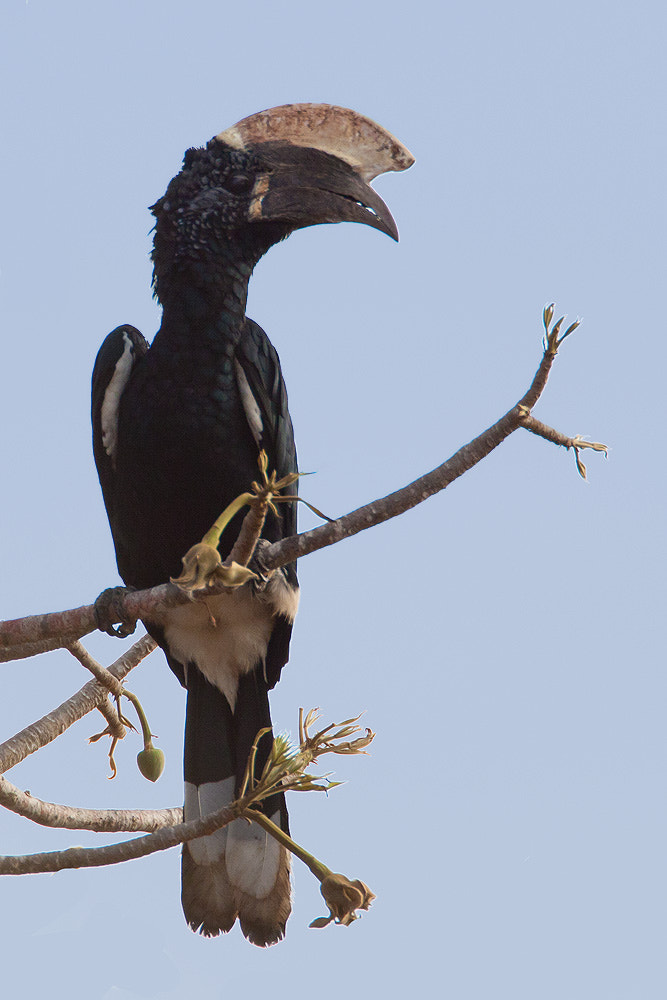 Canon EOS 50D + Canon EF 500mm F4L IS USM sample photo. Silver-cheeked hornbill photography