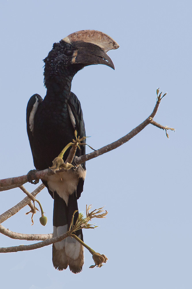 Canon EOS 50D sample photo. Silver-cheeked hornbill photography