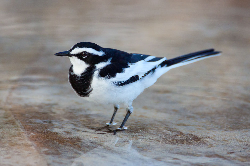 Canon EOS 50D + Canon EF 500mm F4L IS USM sample photo. African pied wagtail photography