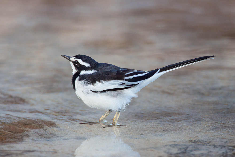 Canon EOS 50D + Canon EF 500mm F4L IS USM sample photo. African pied wagtail photography