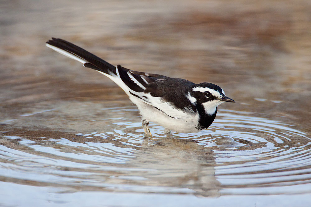 Canon EF 500mm F4L IS USM sample photo. African pied wagtail photography