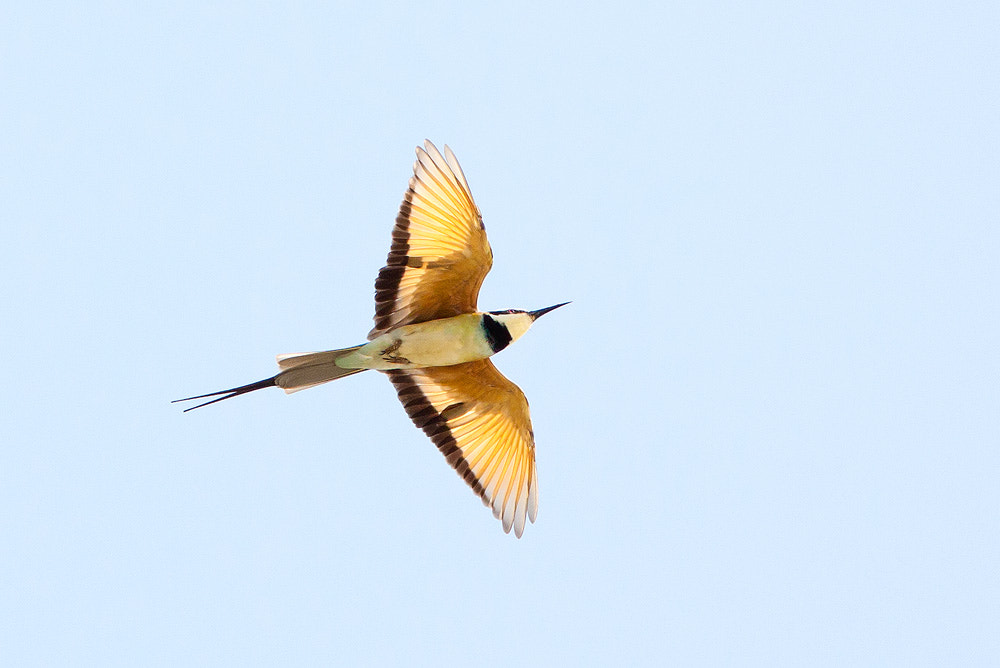 Canon EOS 50D sample photo. White-throated bee-eater photography