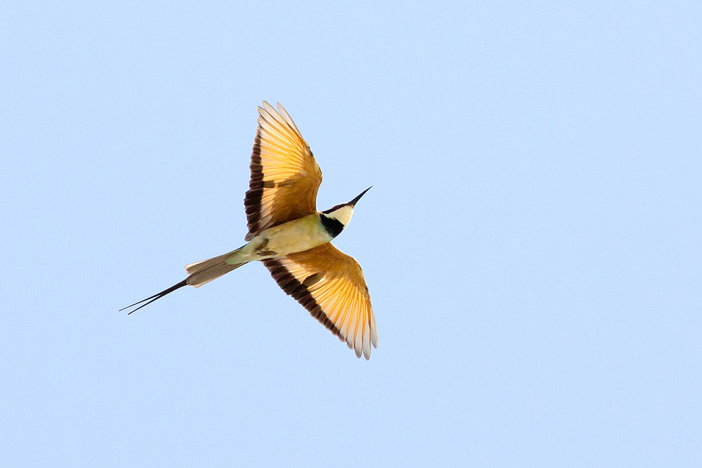 Canon EOS 50D + Canon EF 500mm F4L IS USM sample photo. White-throated bee-eater photography