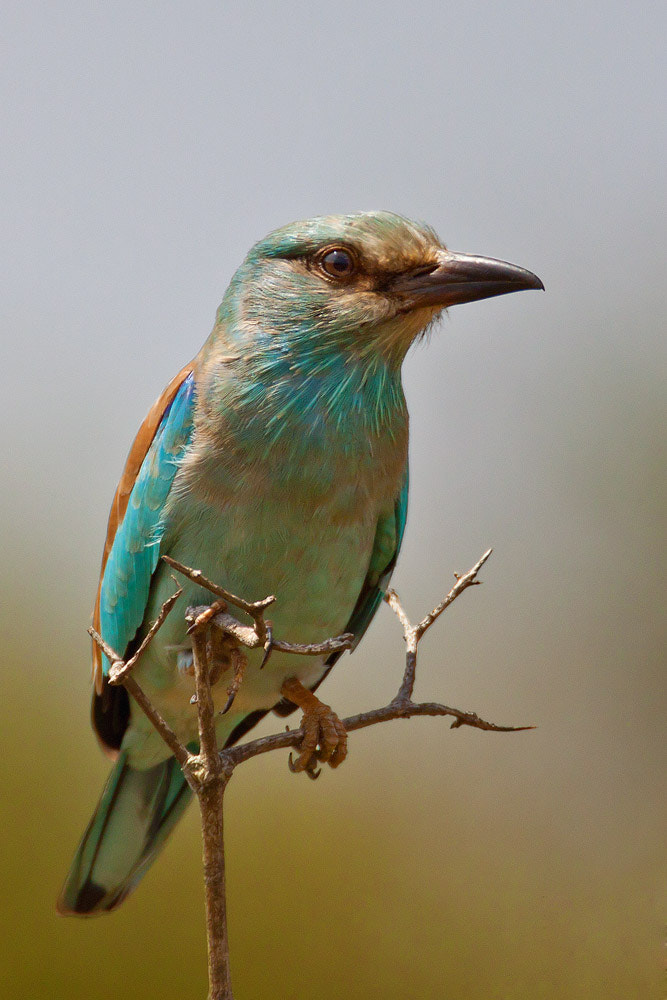 Canon EOS 50D + Canon EF 500mm F4L IS USM sample photo. Eurasian roller photography