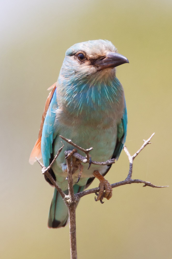 Canon EOS 50D + Canon EF 500mm F4L IS USM sample photo. Eurasian roller photography