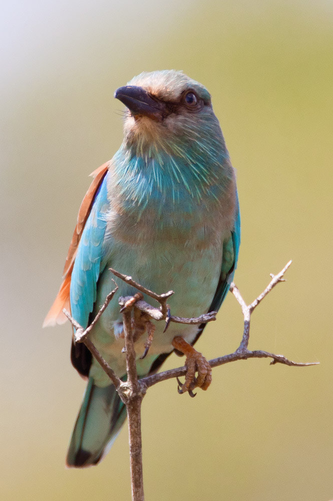 Canon EF 500mm F4L IS USM sample photo. Eurasian roller photography