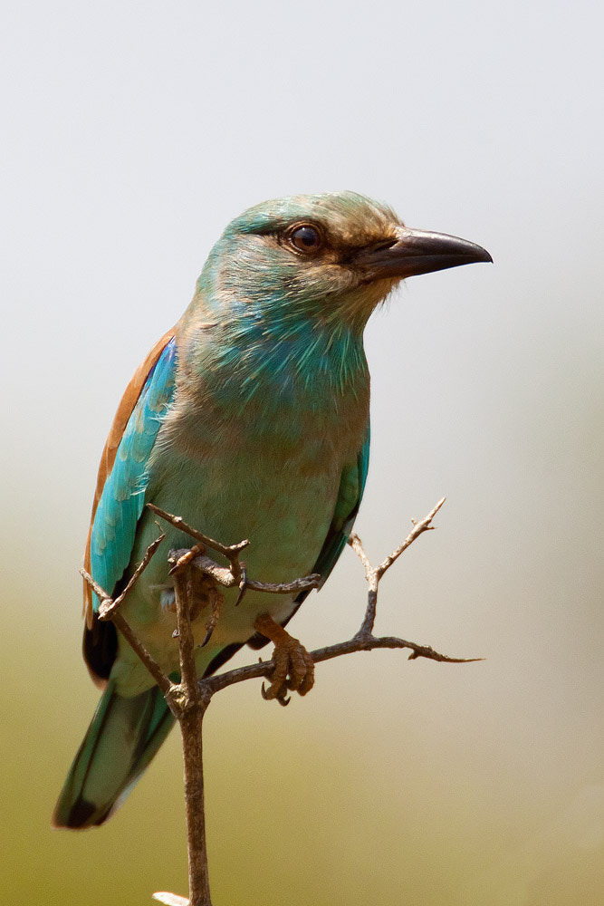 Canon EF 500mm F4L IS USM sample photo. Eurasian roller photography