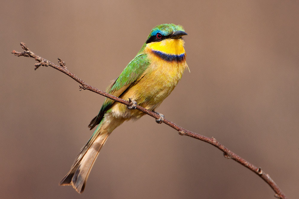 Canon EOS 50D + Canon EF 500mm F4L IS USM sample photo. Little bee-eater photography