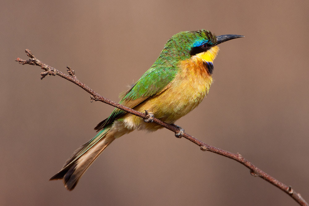 Canon EOS 50D + Canon EF 500mm F4L IS USM sample photo. Little bee-eater photography