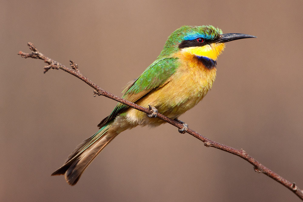 Canon EOS 50D + Canon EF 500mm F4L IS USM sample photo. Little bee-eater photography