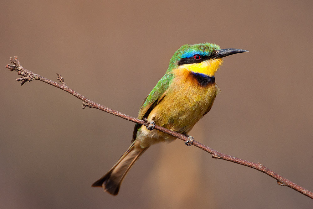 Canon EOS 50D + Canon EF 500mm F4L IS USM sample photo. Little bee-eater photography