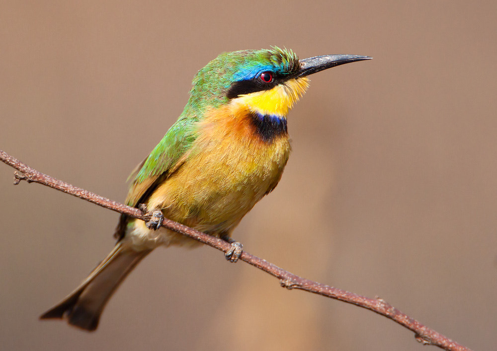 Canon EOS 50D + Canon EF 500mm F4L IS USM sample photo. Little bee-eater photography