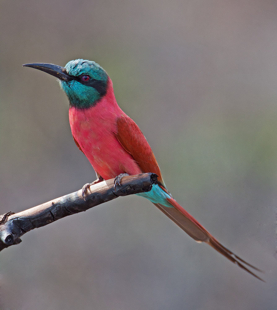 Canon EOS 50D + Canon EF 500mm F4L IS USM sample photo. Carmine bee-eater photography