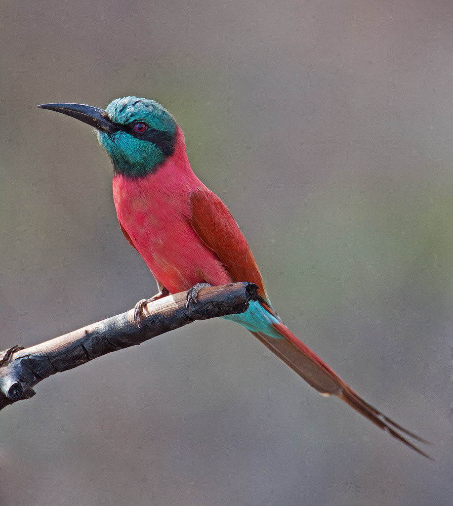 Canon EF 500mm F4L IS USM sample photo. Carmine bee-eater photography
