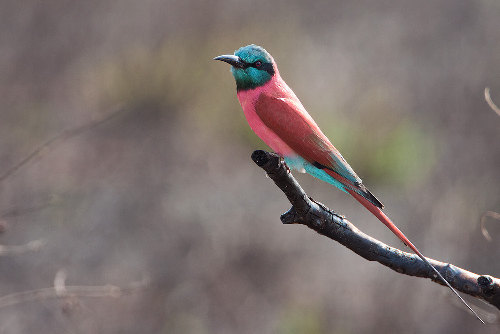 Canon EF 500mm F4L IS USM sample photo. Carmine bee-eater photography