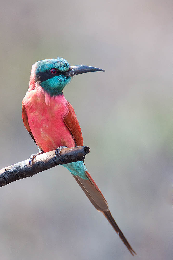 Canon EF 500mm F4L IS USM sample photo. Carmine bee-eater photography