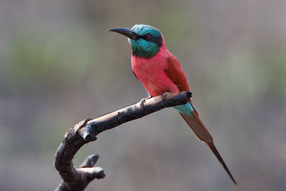 Canon EF 500mm F4L IS USM sample photo. Carmine bee-eater photography