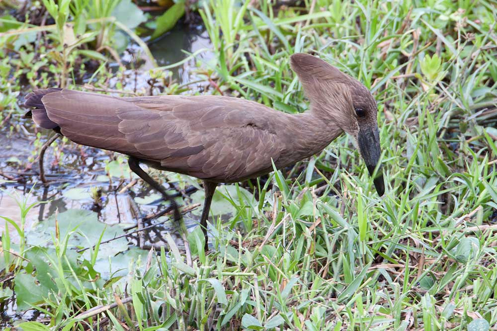 Canon EOS 50D + Canon EF 500mm F4L IS USM sample photo. Hamerkop photography