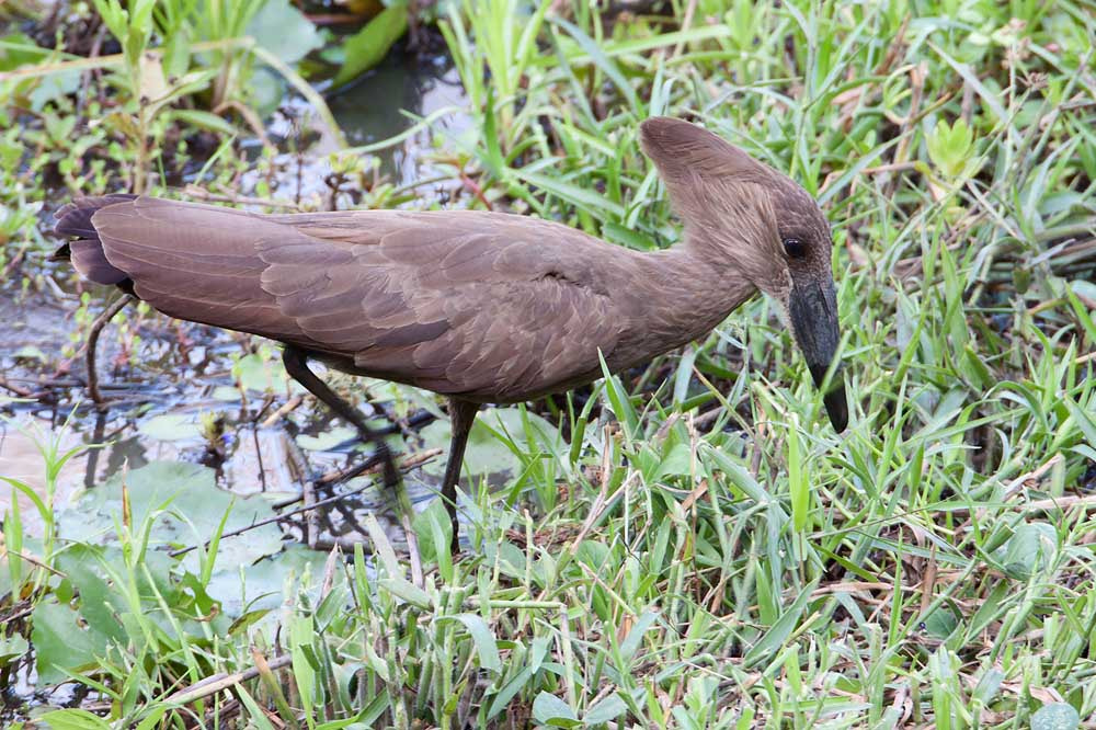 Canon EF 500mm F4L IS USM sample photo. Hamerkop photography