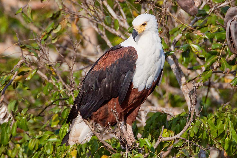 Canon EF 500mm F4L IS USM sample photo. African fish-eagle photography