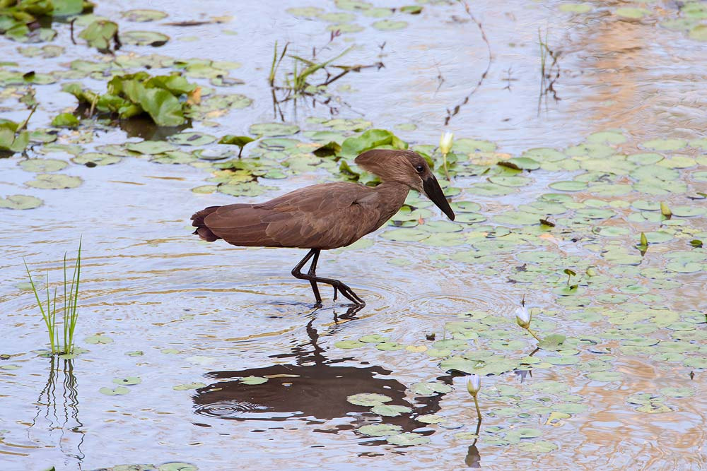 Canon EOS 50D + Canon EF 500mm F4L IS USM sample photo. Hamerkop photography