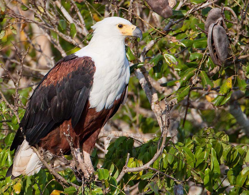 Canon EF 500mm F4L IS USM sample photo. African fish-eagle photography