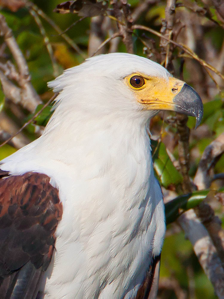 Canon EF 500mm F4L IS USM sample photo. African fish-eagle photography