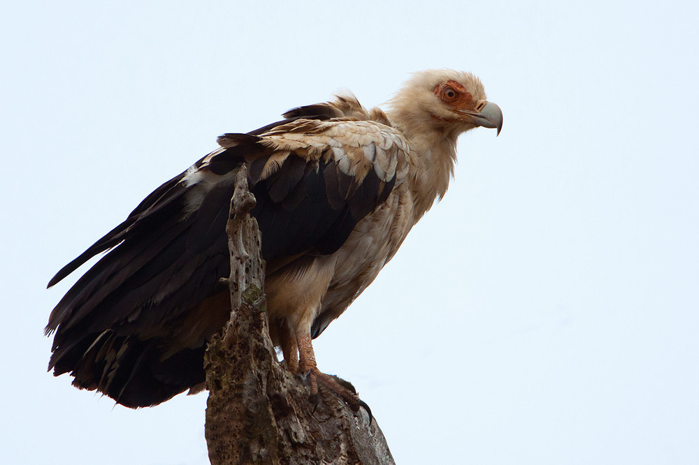 Canon EOS 50D + Canon EF 500mm F4L IS USM sample photo. Palm-nut vulture photography