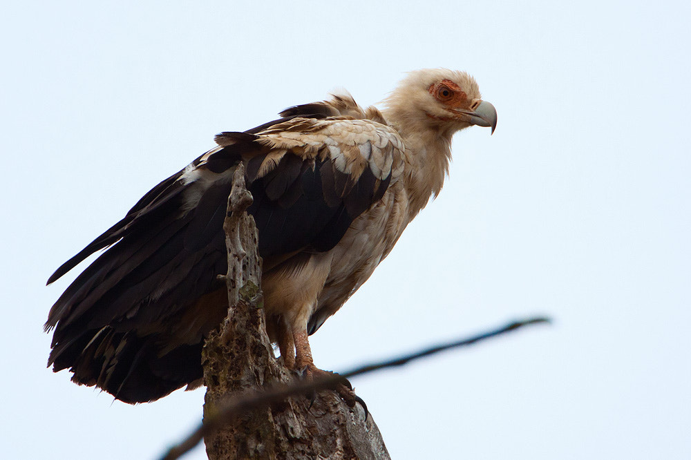 Canon EF 500mm F4L IS USM sample photo. Img photography