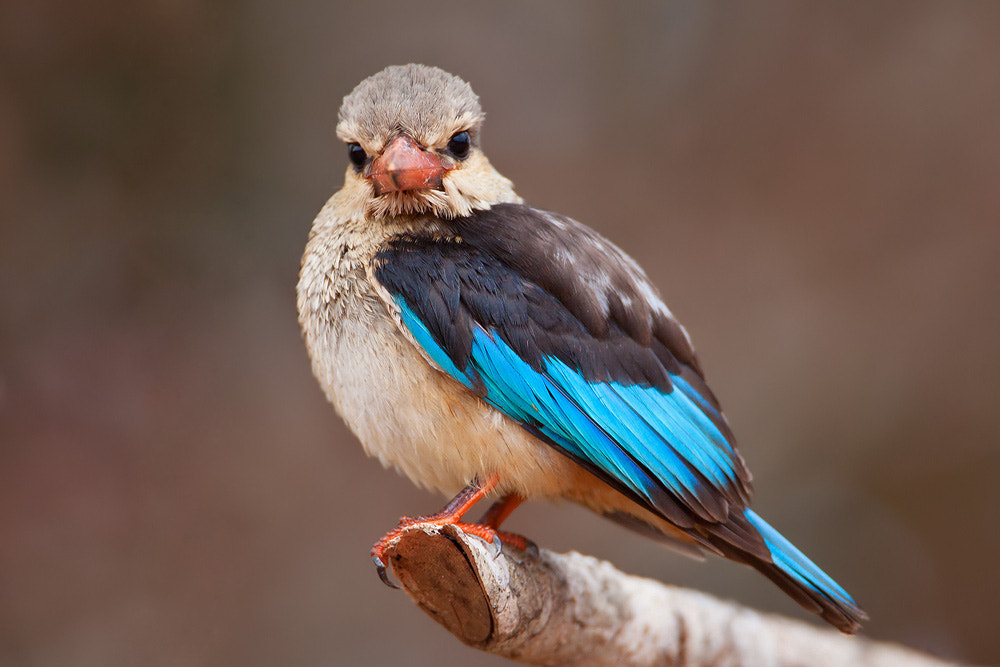 Canon EF 500mm F4L IS USM sample photo. Grey-headed kingfisher photography