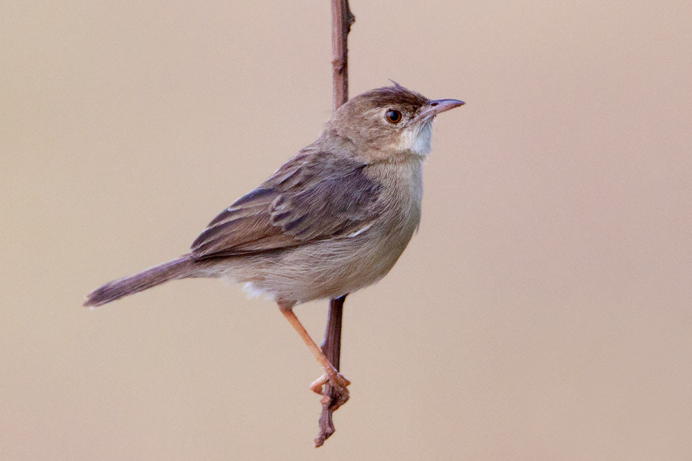 Canon EOS 50D + Canon EF 500mm F4L IS USM sample photo. Siffling cisticola photography