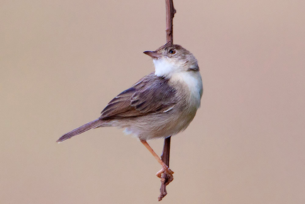 Canon EF 500mm F4L IS USM sample photo. Img photography