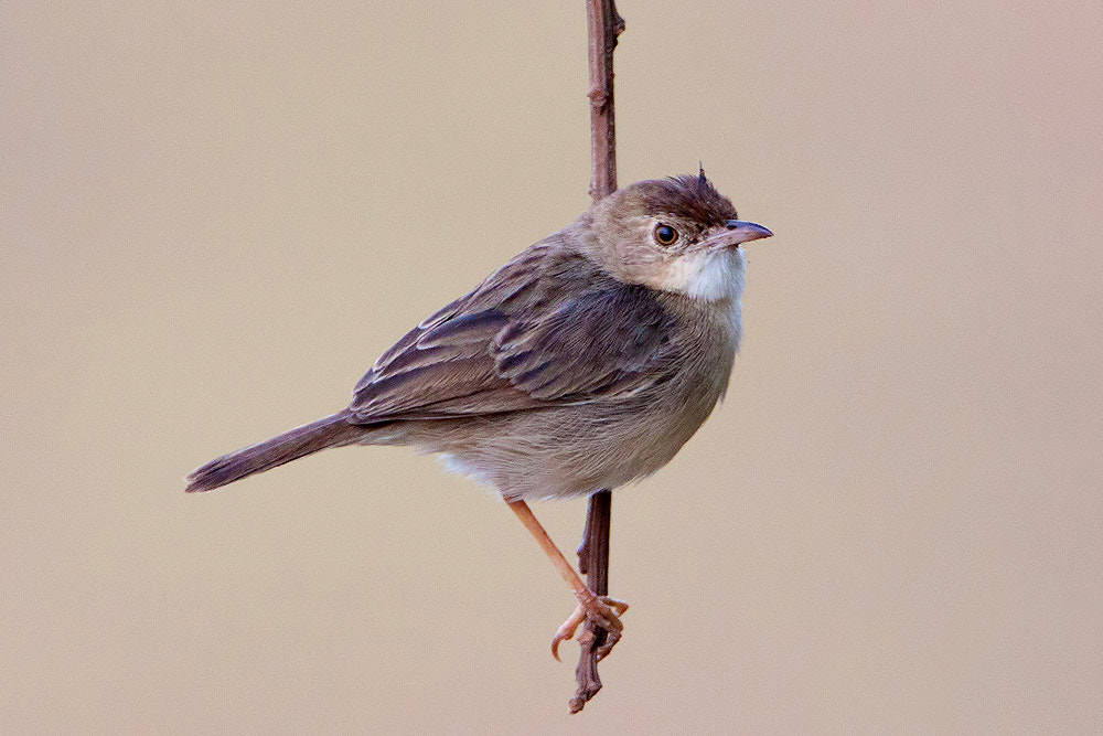 Canon EF 500mm F4L IS USM sample photo. Img photography
