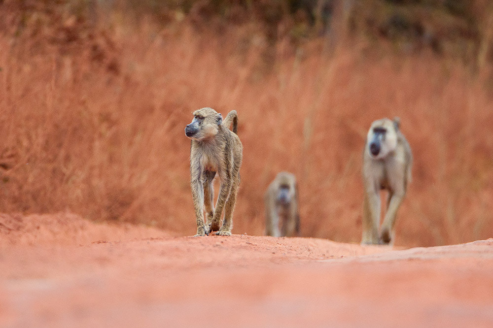 Canon EOS 50D + Canon EF 500mm F4L IS USM sample photo. Img photography