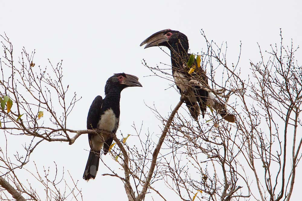 Canon EOS 50D + Canon EF 500mm F4L IS USM sample photo. Trumpeter hornbill photography