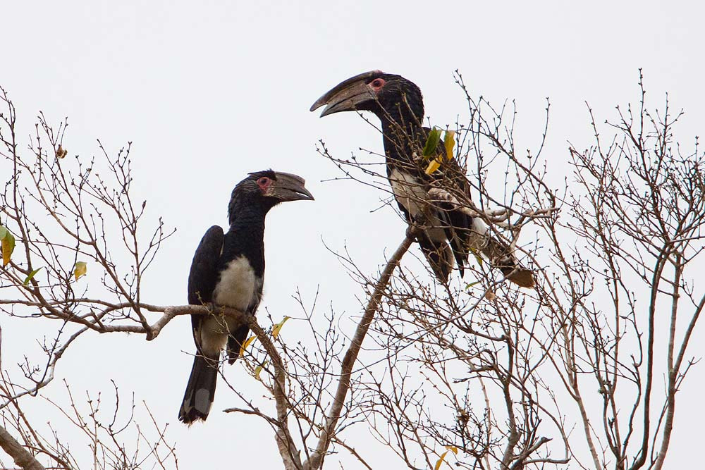Canon EOS 50D + Canon EF 500mm F4L IS USM sample photo. Trumpeter hornbill photography