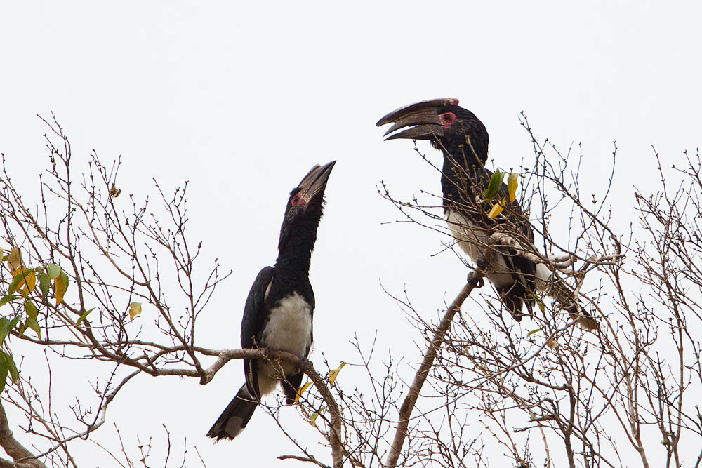 Canon EOS 50D + Canon EF 500mm F4L IS USM sample photo. Trumpeter hornbill photography