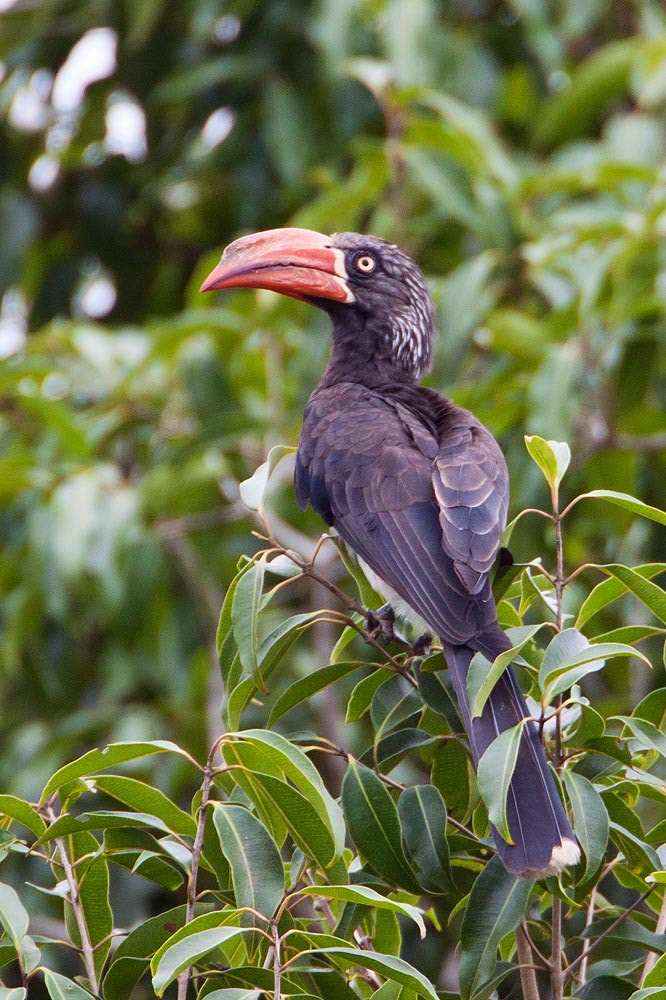 Canon EF 500mm F4L IS USM sample photo. Crowned hornbill photography
