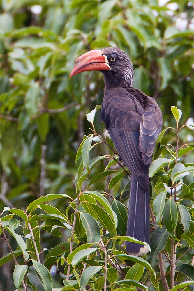 Canon EF 500mm F4L IS USM sample photo. Crowned hornbill photography