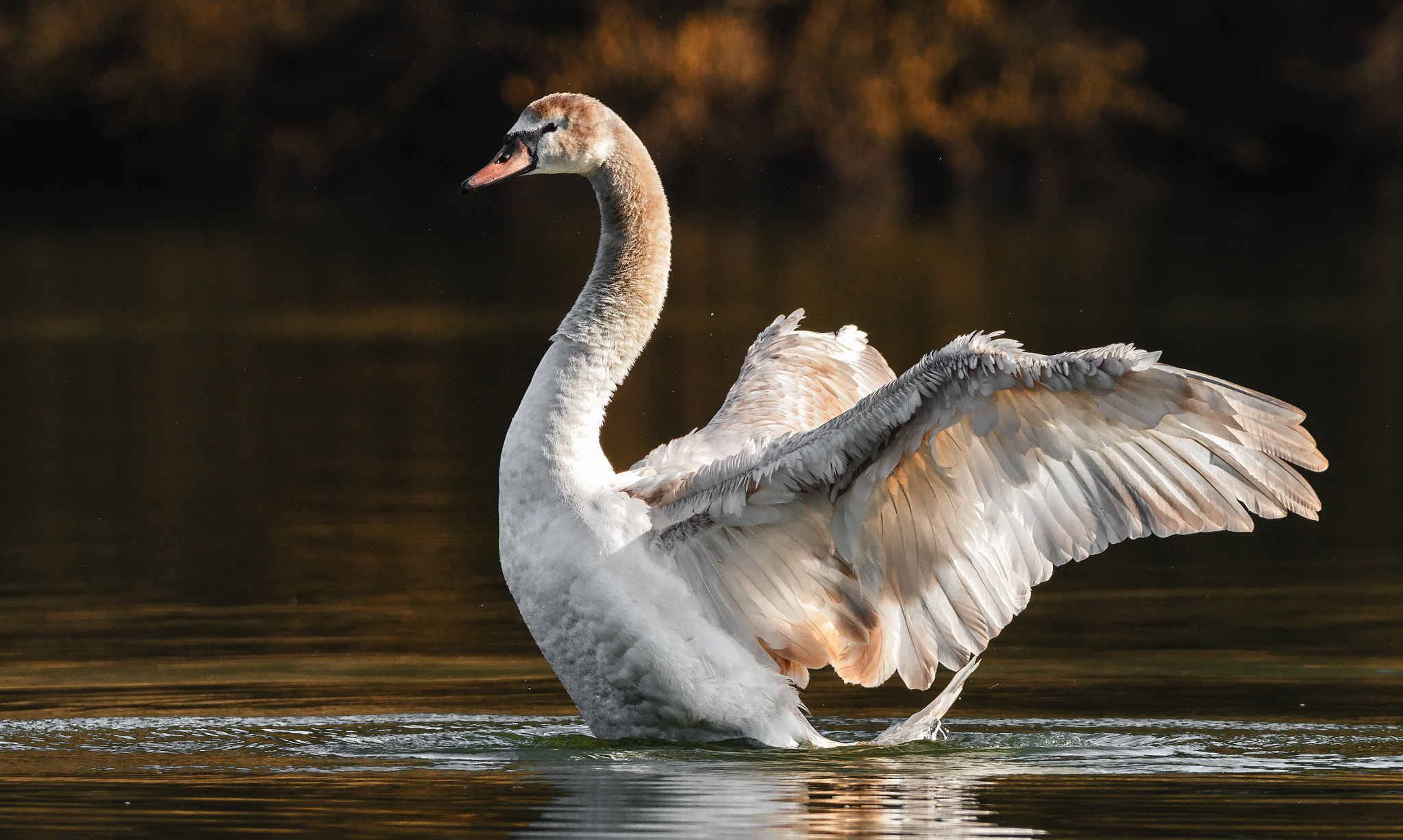Sigma 150-600mm F5-6.3 DG OS HSM | C sample photo. Die jungen wilden photography