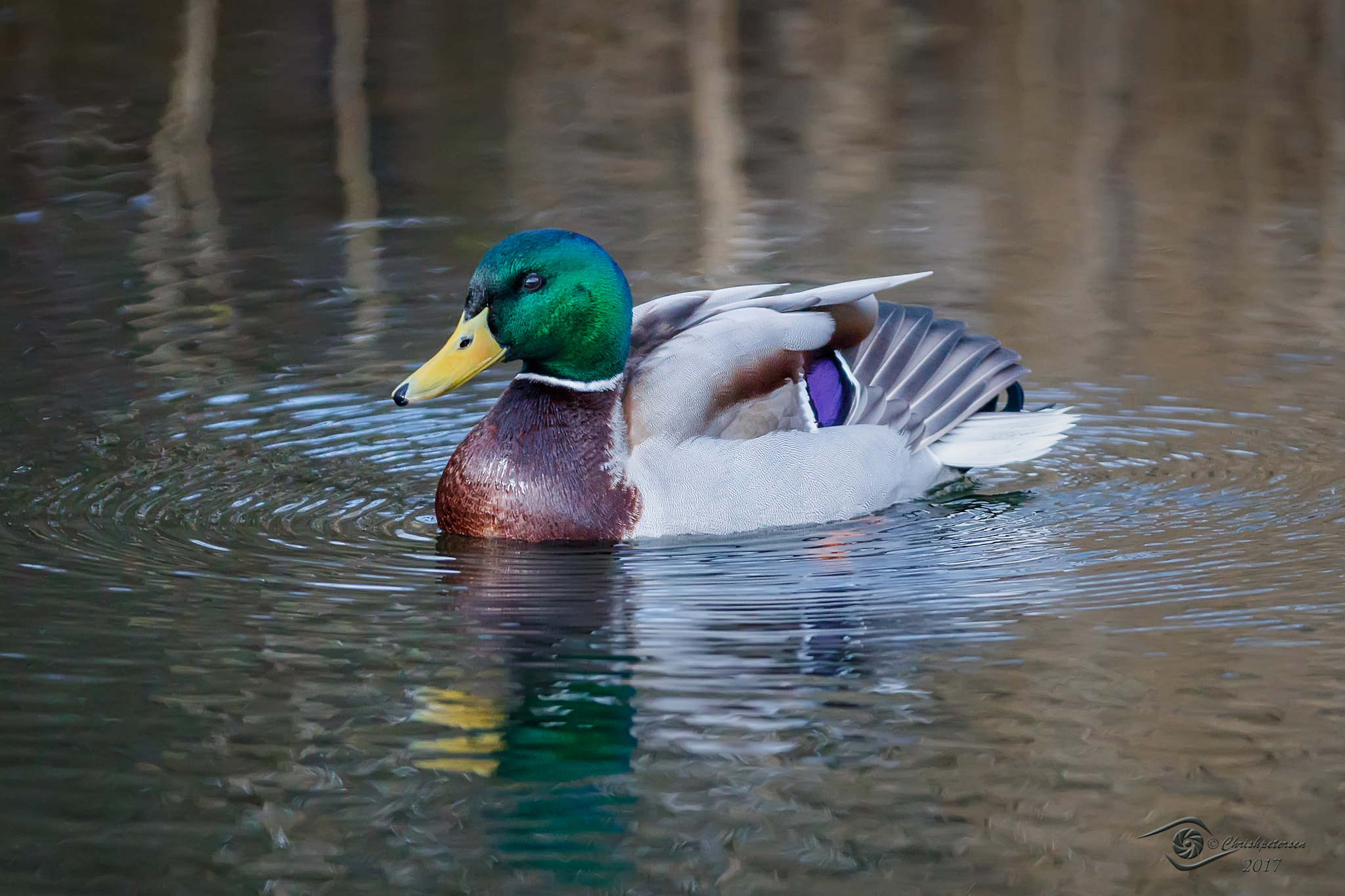 Canon EF 200-400mm F4L IS USM Extender 1.4x sample photo. Joy of the wetlands photography