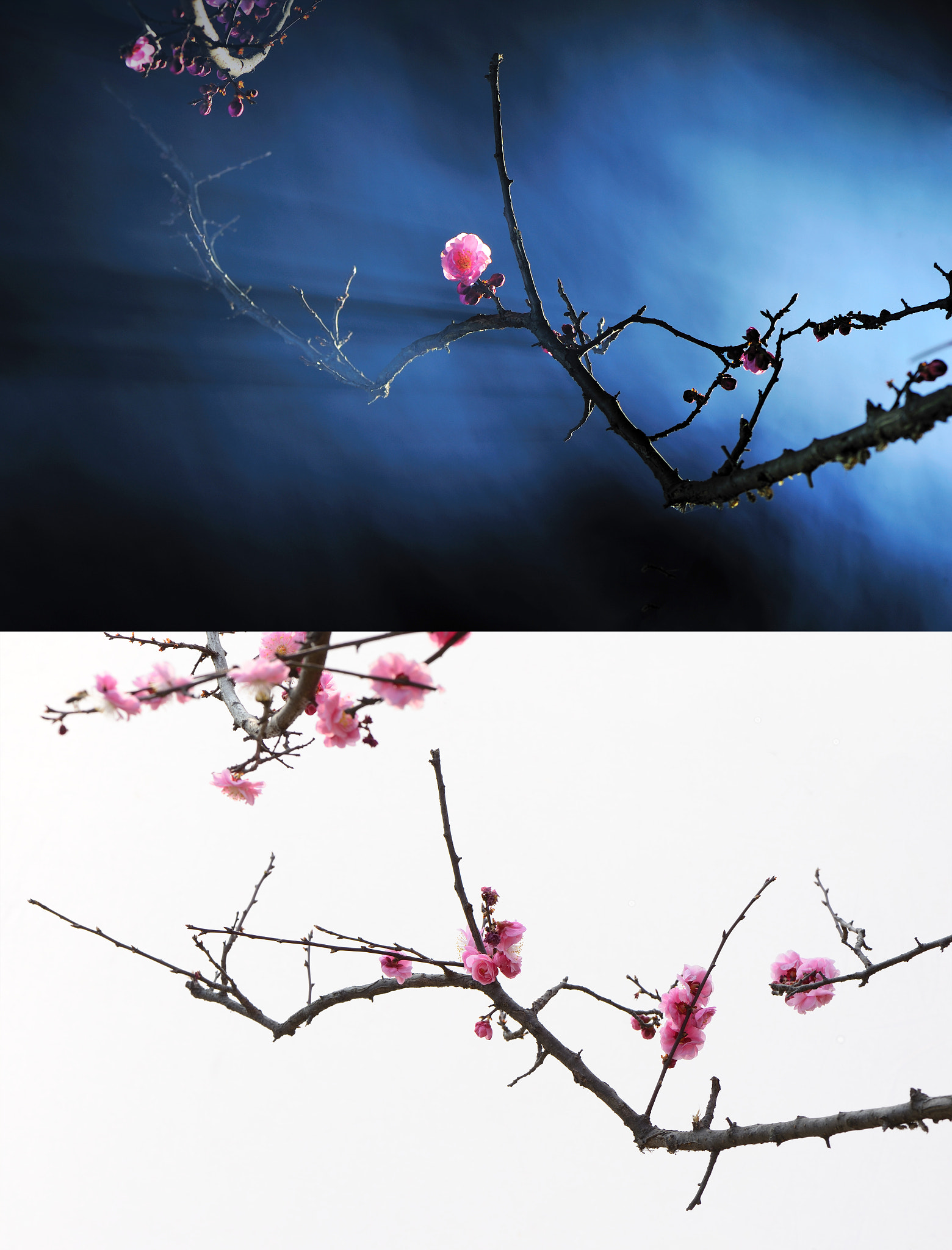 Nikon AF-S Micro-Nikkor 105mm F2.8G IF-ED VR sample photo