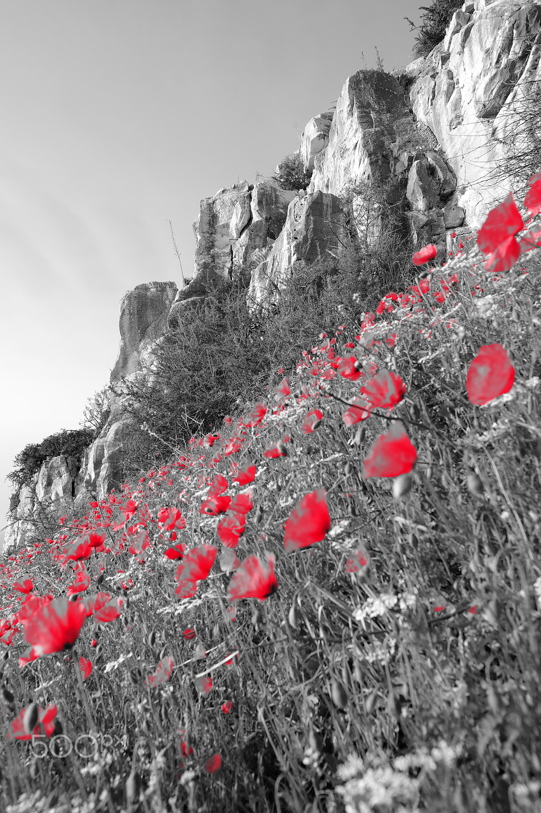 Fujifilm XF 16mm F1.4 R WR sample photo. Poppies photography
