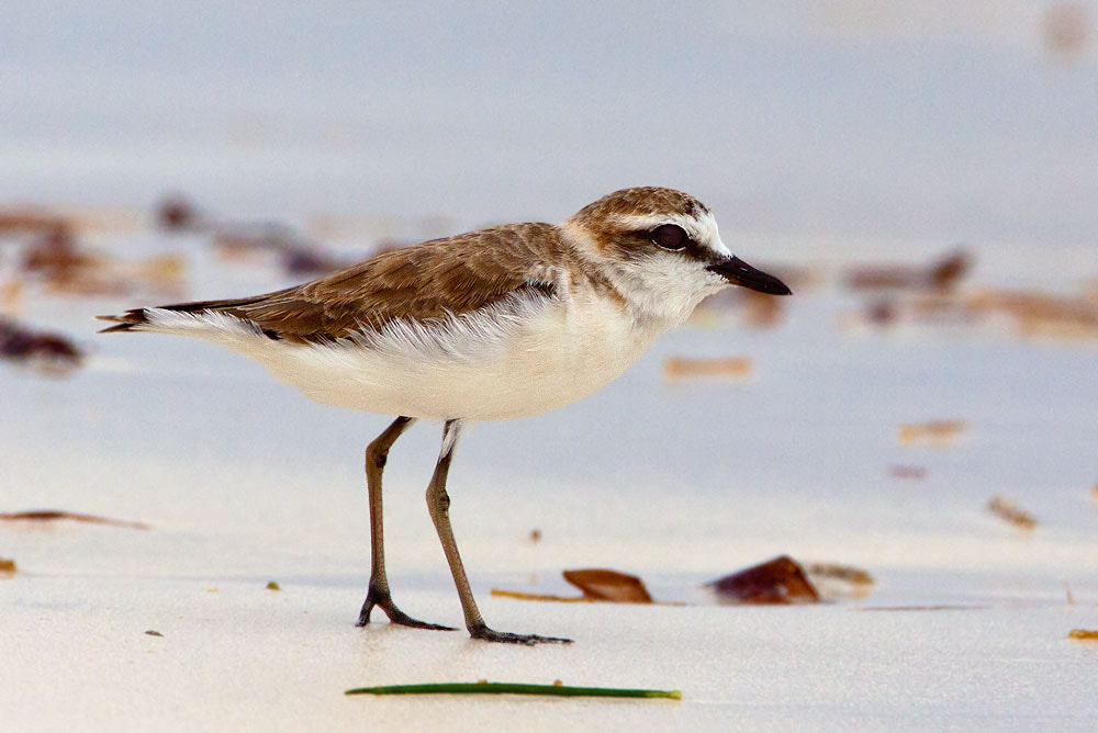 Canon EF 500mm F4L IS USM sample photo. Kentish plover photography