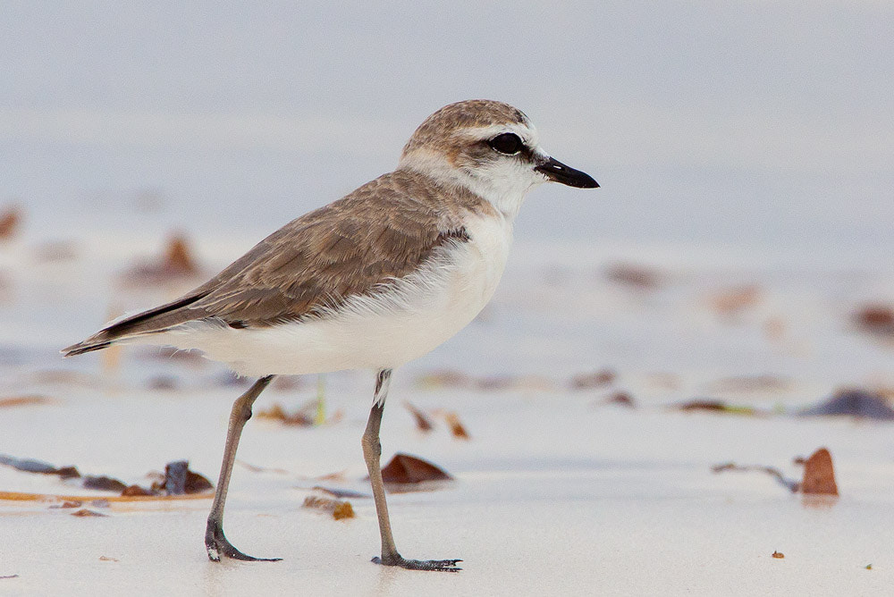 Canon EF 500mm F4L IS USM sample photo. Img photography