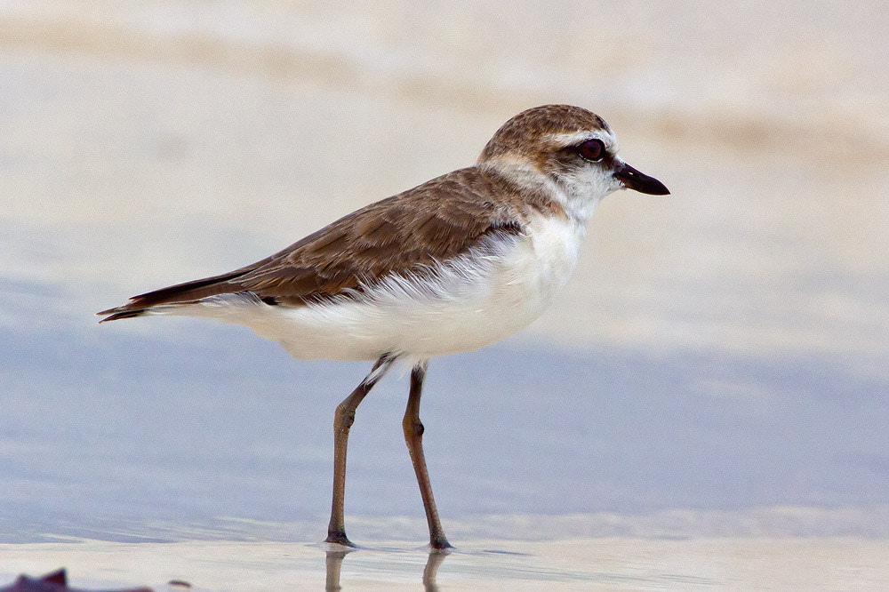 Canon EOS 50D sample photo. Kentish plover photography