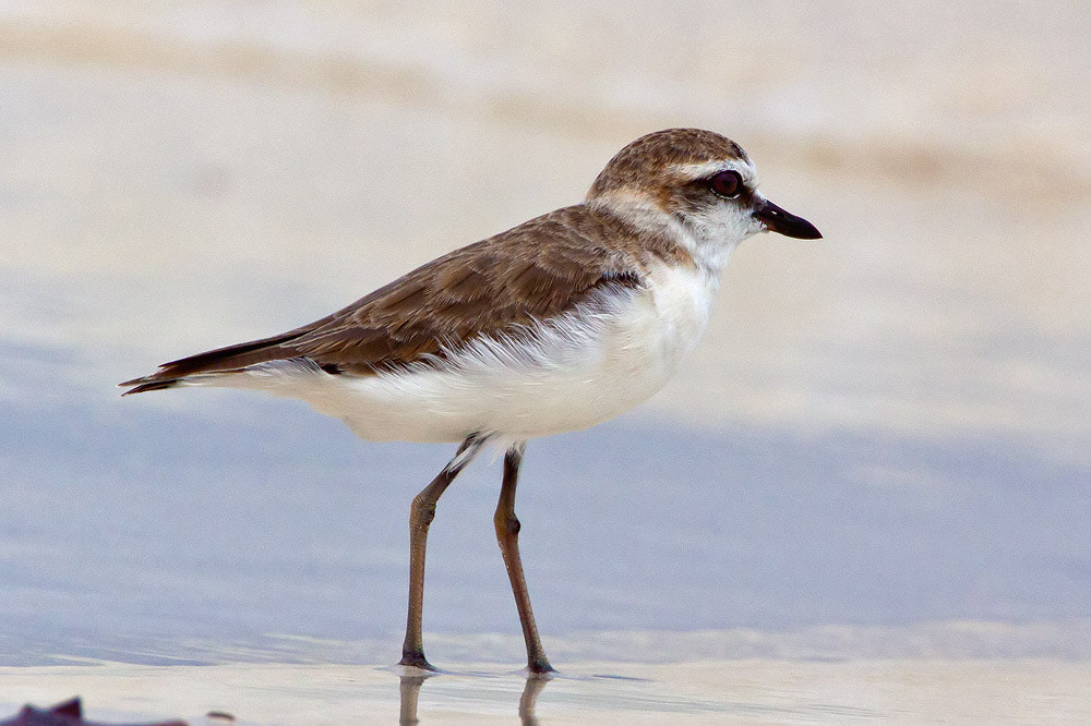Canon EF 500mm F4L IS USM sample photo. Kentish plover photography